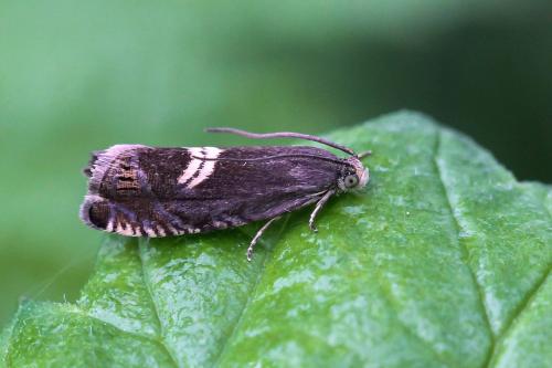Réf. 212 078 : Grapholita discretana